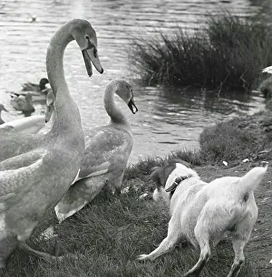 Hissing: Encounter between a dog and two swans