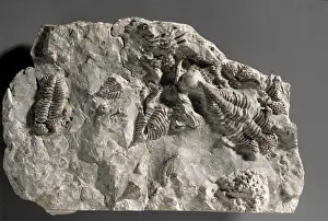 Lobsters: Encrinurus punctatus, trilobites