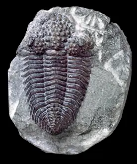 Palaeozoic: Encrinurus variolaris, trilobite