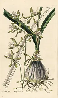 Epidendrum: Encyclia adenocarpa orchid