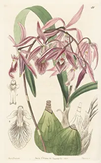 Epiphyte: Encyclia adenocaula orchid