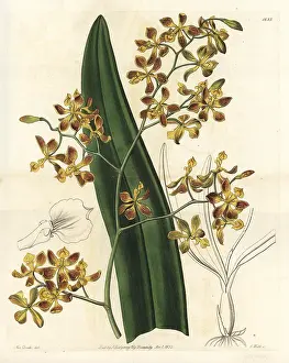 Ridgway: Encyclia oncidioides orchid