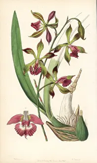 Epidendrum: Encyclia plicata orchid