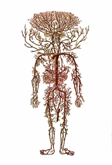 Encyclopedia: Encyclopedie, Human Arterial System