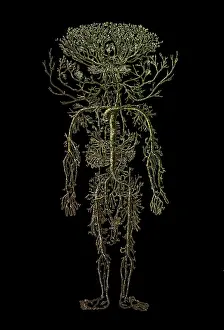 Encyclopedia: Encyclopedie, Human Arterial System