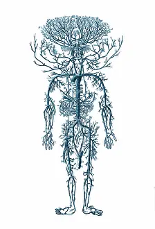 Encyclopedia: Encyclopedie, Human Arterial System