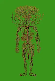 Encyclopedia: Encyclopedie, Human Arterial System