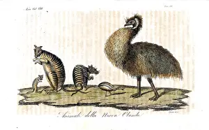 Lesueur: Endangered banded hare wallabies and extinct