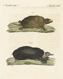 Engraved Plates: Endangered Blanding's turtle and Florida softshell turtle