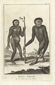Antonio Baratti: Endangered chimpanzee and gibbon