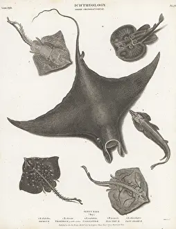 Orme And Brown: Endangered devil fish, guitar fish and rays