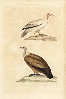 Achille Richard: Endangered Egyptian and Nubian vultures