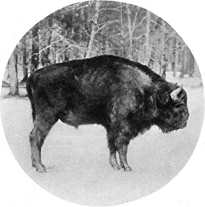 Bisons: Endangered European bison in wartime, 1915