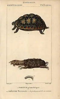 1816 1830: Endangered geometric tortoise, Psammobates