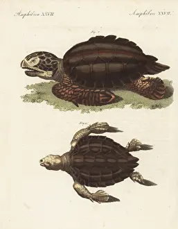 Mydas: Endangered green sea turtle and loggerhead sea turtle