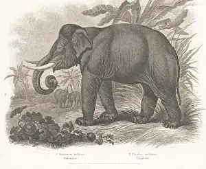 Sciences And Literature: Endangered Indian elephant, Elephas maximus indicus