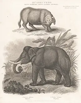 Sciences And Literature: Endangered Indian elephant and mythical creature sukotyro
