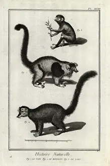 Critically Endangered: Endangered lemurs and loris