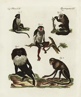 Silenus: Endangered macaques, douc, saki and roloway monkey