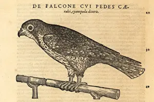 Hawking: Endangered saker falcon, Falco cherrug