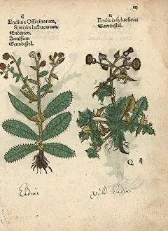 Officinarum: Endive, Cichorium endivia, and wild endive