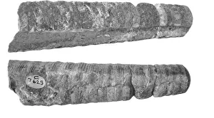 Elongated: Endoceras cancellatum, nautiloid