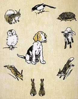 Magpie: Endpaper design by Cecil Aldin, Field Babies