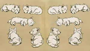 Scottie: Endpaper design by Cecil Aldin, Mac