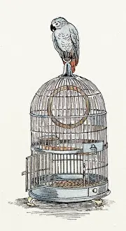 Endpiece: Endpiece design, a parrot on top of a cage