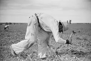 Beets: Energetic worker chopping sugar beets in Montana