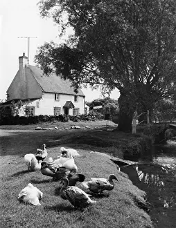 Nene: ENGLAND/DODFORD