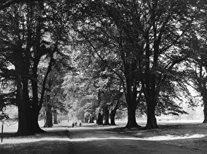 Dunham: ENGLAND/DUNHAM PARK