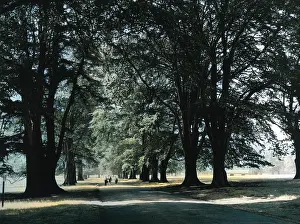 Dunham: ENGLAND/DUNHAM PARK