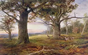 Sherwood: ENGLAND/SHERWOOD FOREST