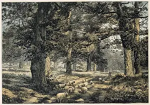 Sherwood: ENGLAND/SHERWOOD FOREST