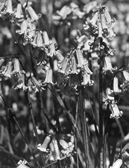 Hyacinthoides: ENGLISH BLUEBELLS