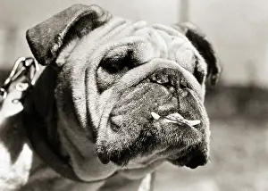 Watchdog: English Bulldog Face with Two Teeth Sticking out