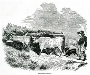 Drover: English cattle drover at work