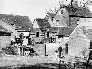 Friesian: ENGLISH FARMYARD