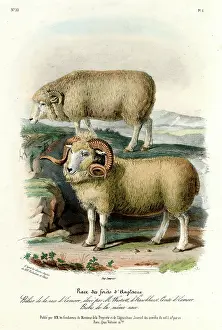 Bred: ENGLISH FOREST SHEEP