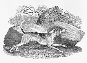 Foxhound: ENGLISH FOXHOUND