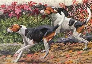 Foxhounds: English Foxhound and American Foxhound