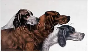 Mei - Consolidated Archive Holdings Ltd: ENGLISH, IRISH SETTERS