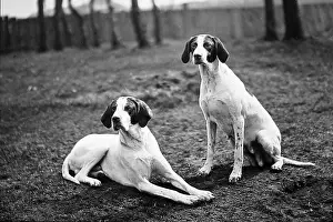 Pointers: English Pointers Victorian period