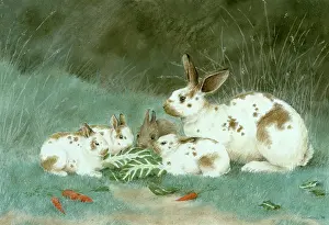 Cargill: English Rabbit Family