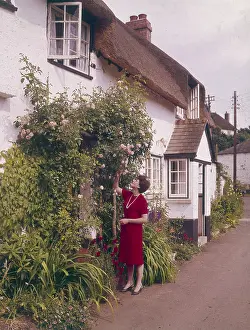 Emberton: ENGLISH ROSE