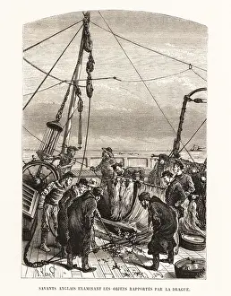 Dredge: English sailors examining objects dredged from the sea