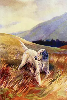 Setter: English Setter