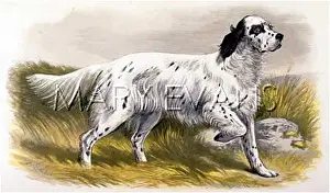 Dalziel: ENGLISH SETTER (DALZIEL)