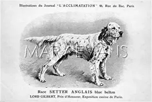 Setters: English Setter Dog